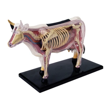 Animale Anatomiei Organelor Modelul 4D Vaca Inteligenta Asamblarea Jucărie de Predare Anatomie Model DIY Popular Science Aparate