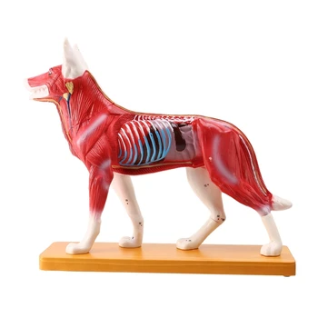 Câinele Inteligenta Asamblarea Animal De Jucărie Anatomiei Organelor De Predare Științe Model De Practică Pedagogică Model De Formare