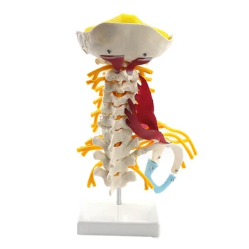 Omului Coloanei Vertebrale Cervicale Model Model De Corp De Învățare Elemente De Recuzită Coloanei Vertebrale Cervicale Musculare Și Nervoase Anatomia Coloanei Vertebrale Osoase Model